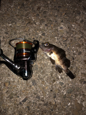 今シーズン最後のエギング