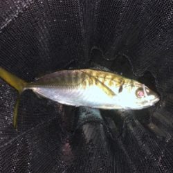 アジ好調(´∇`)