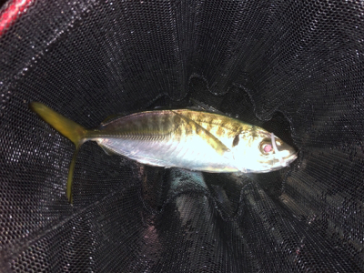 アジ好調(´∇`)