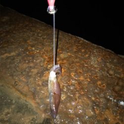 かなり渋いヒイカ釣りσ(^_^;)