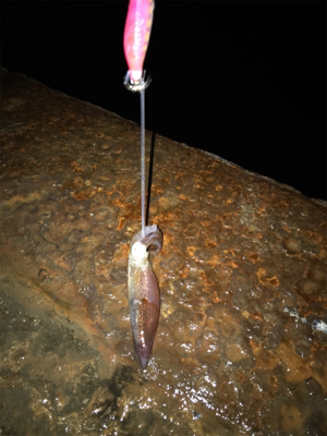 かなり渋いヒイカ釣りσ(^_^;)