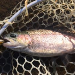 ルアーの引き出し