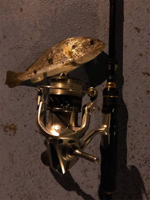 久々の新港ライトゲーム