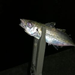 ナイトアジング