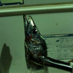 もっこりタチウオ