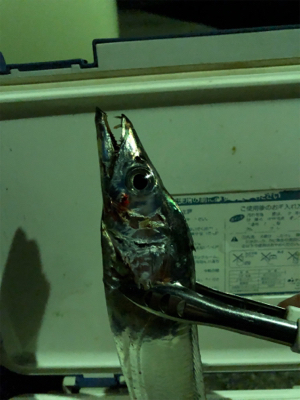 もっこりタチウオ