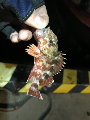 久しぶりにアジング