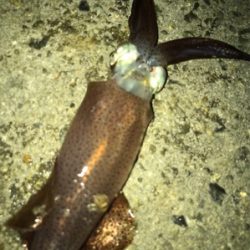 ポツリ…ポツリのヒイカ釣りσ(^_^;)