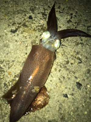 ポツリ…ポツリのヒイカ釣りσ(^_^;)