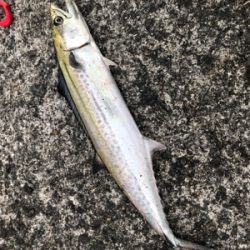 今年最後の釣り納め‼️4度目の武庫一