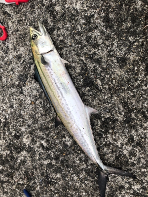 今年最後の釣り納め‼️4度目の武庫一