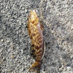 マイクロジギング