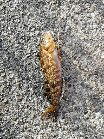 マイクロジギング