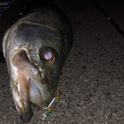 メバリングのつもりが…