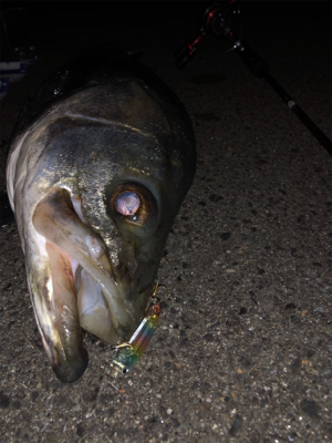 メバリングのつもりが…