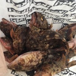 ガシラ君が反応がいい！