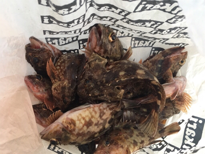 ガシラ君が反応がいい！