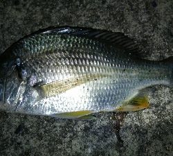 久々のタッチ～