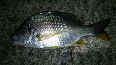 久々のタッチ～