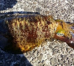 今シーズン初ヤエン