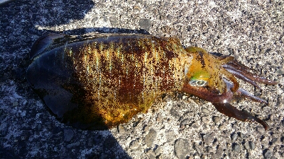 今シーズン初ヤエン