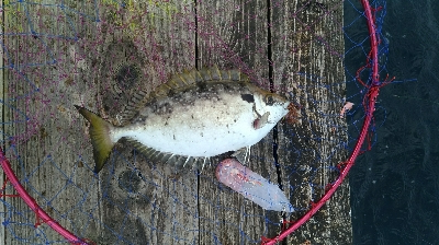 かかり釣り。アジ三匹