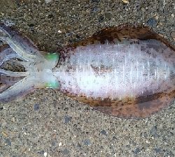 メイクミラクルドラマ