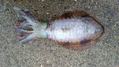 メイクミラクルドラマ