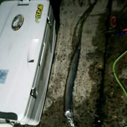 シーズン最終か？