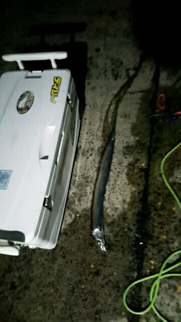 シーズン最終か？