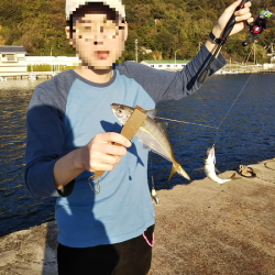 ULSJサビキで良型アジ