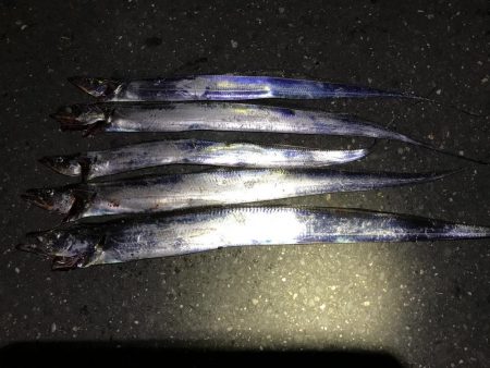 まあまあデカいのもちらほら