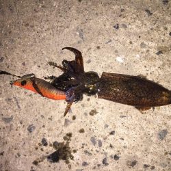 ヒイカ釣り③です。