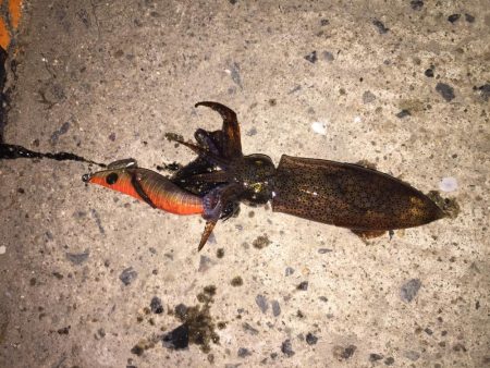 ヒイカ釣り③です。