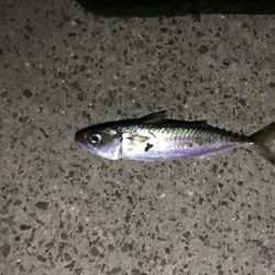 はじめてのアジング