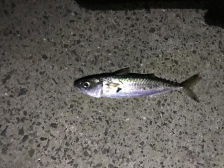 はじめてのアジング