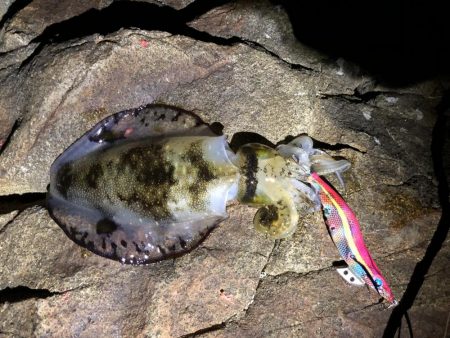 アオリ釣ったぞー