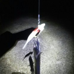 太刀魚は短期勝負