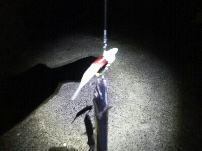 太刀魚は短期勝負