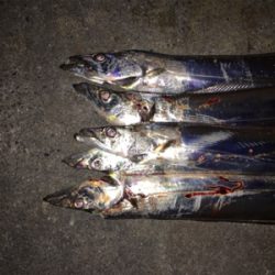 スーパーライト太刀魚テンヤゲーム