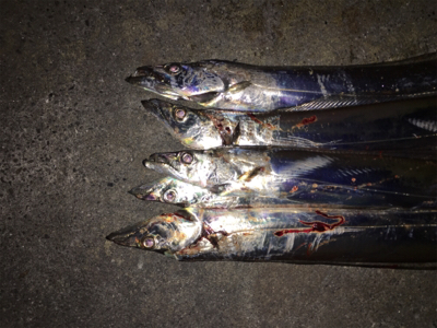 スーパーライト太刀魚テンヤゲーム