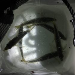 朝まずめ狙いで