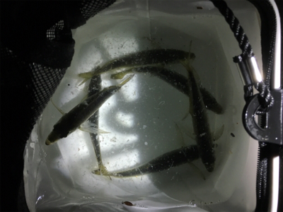 朝まずめ狙いで