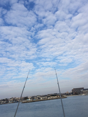 可愛い〜カレイ