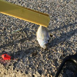 タチウオやーい？どこやー？