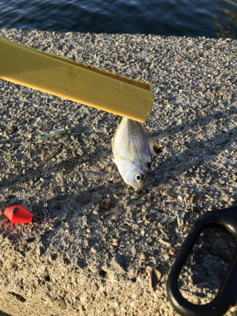 タチウオやーい？どこやー？