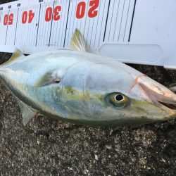 ブリには届かず。