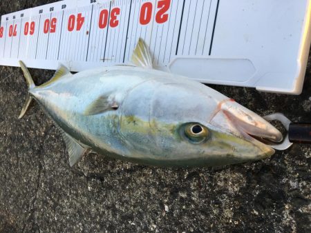 ブリには届かず。