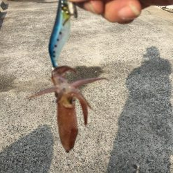 デイヒイカ楽しすぎ!