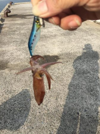 デイヒイカ楽しすぎ!